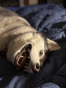 a husky dog laying on its back with its mouth wide open