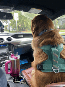 a dog wearing a green harness is sitting in a car