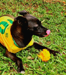 a black dog wearing a yellow and green shirt that says jr