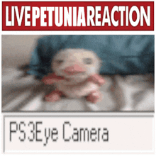 a blurred image of a stuffed animal with the words live petunia reaction