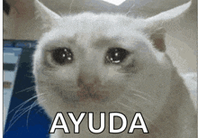 a white cat with a sad look on its face and the word ayuda in the corner