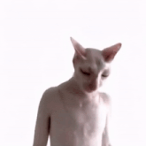 a person with a hairless cat on their head is covering their nose with their hand .