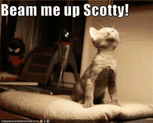 a cat is sitting on a blanket and looking up with the caption beam me up scotty