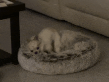 a small white dog is laying in a white fluffy dog bed