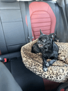 a small black dog is laying on a leopard print dog bed