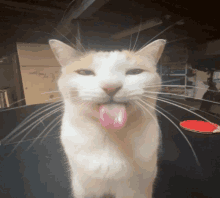 a cat sticking its tongue out and looking at the camera