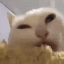 a close up of a cat eating noodles .