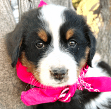 a black and white dog wearing a pink bandana around its neck