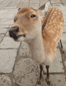 a close up of a deer 's face on a sidewalk