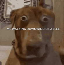 a close up of a dog 's face with the words " me walking downwind of arlee " below it