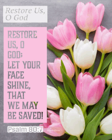 a bouquet of pink and white tulips with the words restore us o god on it