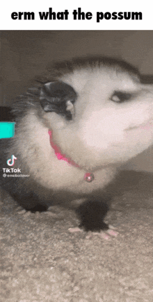 a opossum wearing a pink collar and a tik tok sticker