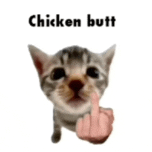 a kitten is giving the middle finger with the words `` chicken butt '' written above it .