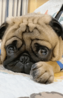 a pug dog laying down with its head on its paws