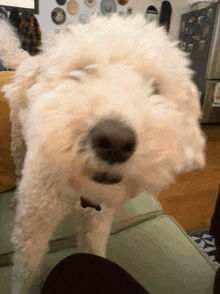 a close up of a dog 's face with a sticker on the refrigerator that says ' ice cream ' on it