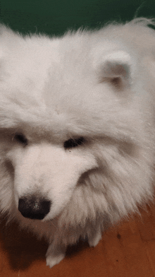 a fluffy white dog with a black nose