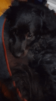 a close up of a black dog laying down on a bed