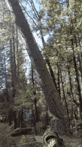 a person is cutting a tree in the woods
