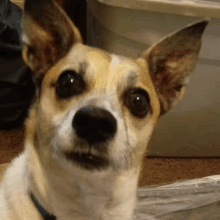 a close up of a brown and white dog 's face