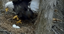 a bald eagle is standing in a nest with two eggs .