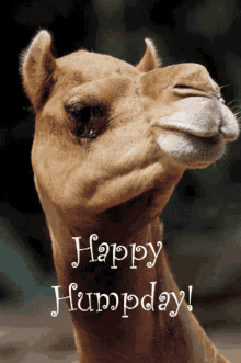 a picture of a camel with the words happy humpday written on it