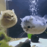 a cat and a fish are swimming in a tank .