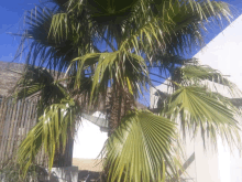 a palm tree in front of a building with a blue sky behind it