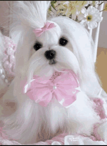 a small white dog wearing a pink bow