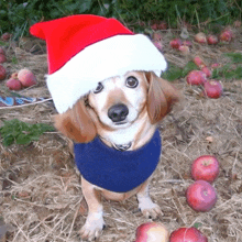 a dachshund wearing a santa hat and a blue sweater