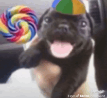 a puppy wearing a hat and holding a lollipop