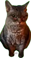 a cat with the name ahi on the bottom