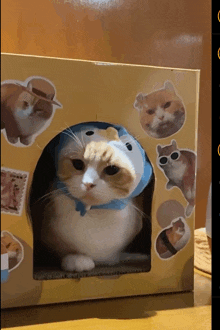 a cat wearing a hat and sunglasses is in a box