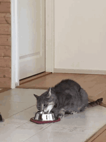 a cat is eating out of a silver bowl on the floor