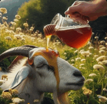 a person pouring honey on a goat 's head in a field of flowers