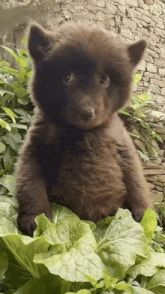 a brown bear cub sitting on a green leaf looking at the camera