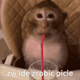 a monkey drinking from a glass with a pink straw and the words " zw ide zrobic picie " below it