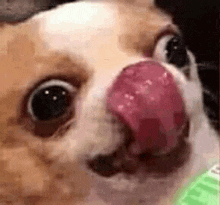 a close up of a dog licking its face .