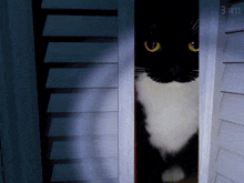 a black and white cat peeking out of a door with the time of 3 am on the bottom right