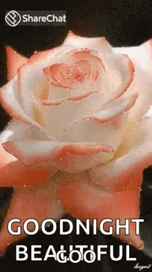 a pink and white rose with the words `` goodnight beautiful '' on it