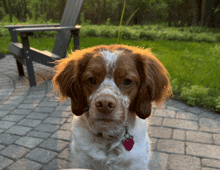 a brown and white dog with a pink tag on its neck looks at the camera