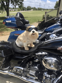 a small dog wearing sunglasses sits on the back of a harley davidson motorcycle