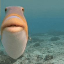 a fish is swimming in the ocean and looking at the camera with its mouth open .