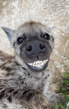 a close up of a hyena 's face with its teeth visible