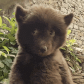 a close up of a brown furry animal looking at the camera