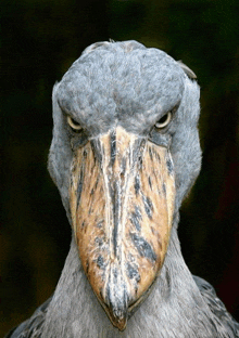 a close up of a bird with a very long beak