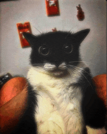 a black and white cat with big eyes is sitting on someone 's lap