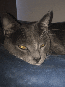 a gray cat with yellow eyes is laying down on a blue blanket