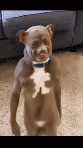 a naked dog with a blue collar is standing on a carpet