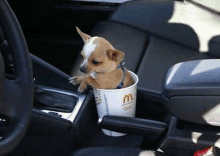 a small brown and white dog is sitting in a mcdonald 's cup in a car .