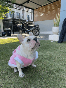 a french bulldog wearing a pink and white outfit sits on the grass